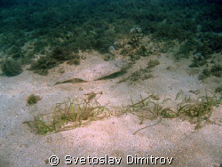 platichthys flesus luscus swiming away by Svetoslav Dimitrov 